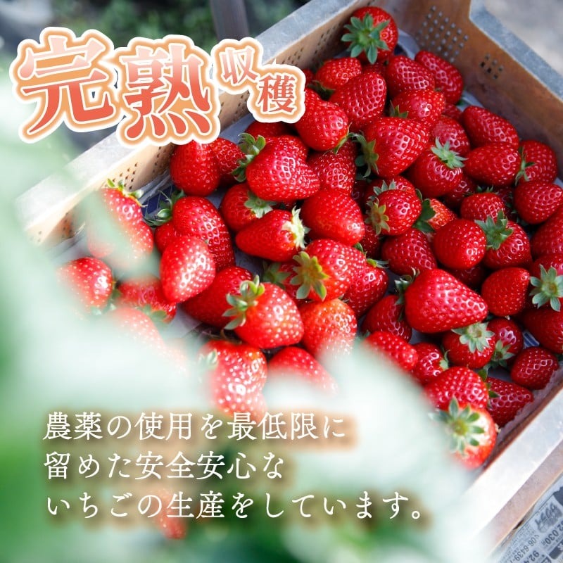 いちご 古都姫 約350g 化粧箱入り 超希少品種 2026年2月発送 冷蔵 小分け 果物 スイーツ デザート フルーツ ベリー ふるさと納税いちご 大粒 採れたて 完熟 おやつ 産地直送 先行予約 