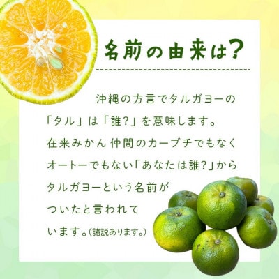 【2025年10月頃から順次発送】地元で愛されてきた在来みかん タルガヨー3kg