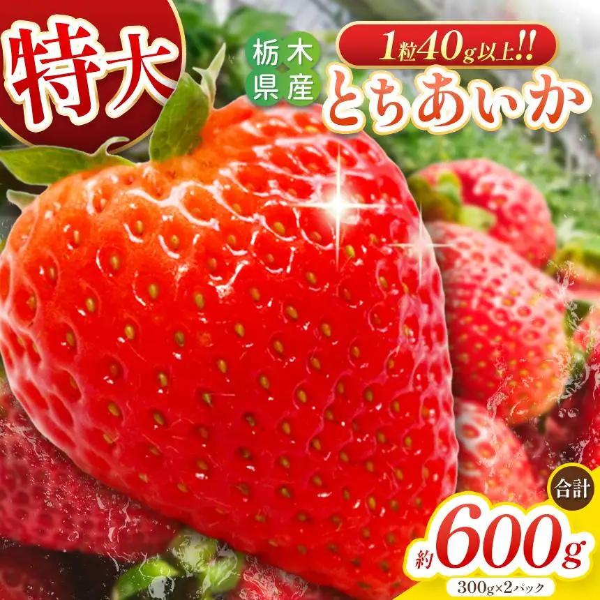 朝獲れ新鮮 特大とちあいか600g｜いちご イチゴ 苺 フルーツ 果物 産地直送 とちあいか 矢板市産 栃木県産 関農園