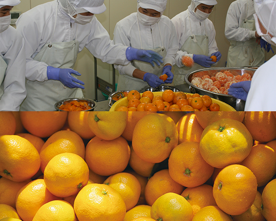 No.028 湘南みかんジュースセット8本入り