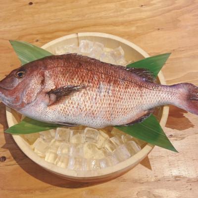 ふるさと納税 沼津市 沼津産　マダイのひもの20袋 |  | 01