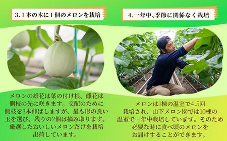 静岡温室メロン  M玉約1.4kg×2玉　最高級のマスクメロン　山下メロン園 高級果実店に仕入るほどの自信のあるメロン  ギフト  メロン めろん 箱詰め フルーツ 果物  産地直送 甘いメロン 糖度