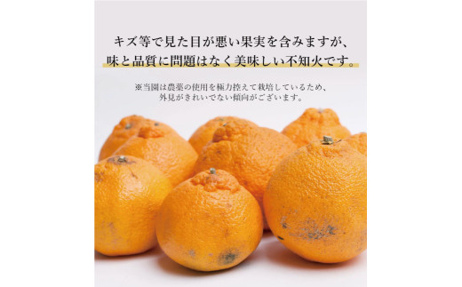 不知火 家庭用 1kg＋250g（痛み補償分） / みかん 訳あり しらぬい 光センサー 選別 デコポン 柑橘 晩柑 和歌山 甘い 5000円 / ※2027年2月上旬～4月上旬ごろに順次発送予定 ※