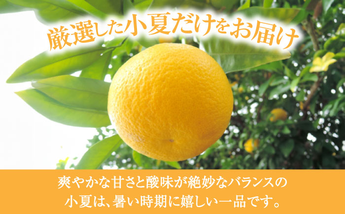 【先行予約】土佐小夏 約2.5kg 18個前後 Mサイズ さわやかな甘さが絶品 ヒュウガナツ ニューサマーオレンジ フルーツ 果物 季節もの <2025年4月～発送>【フルーツショップオザキ】 [AT