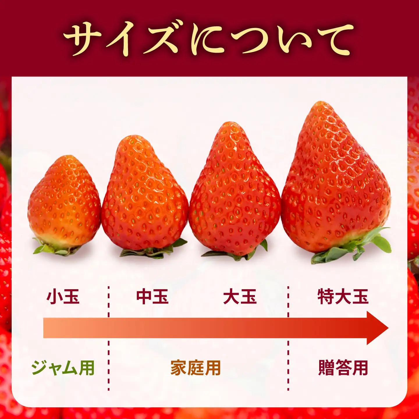 【先行予約】【訳あり/簡易包装】ゆめのか 250g × 2パック【2027年1月以降順次発送】 [JEM006] いちご 苺