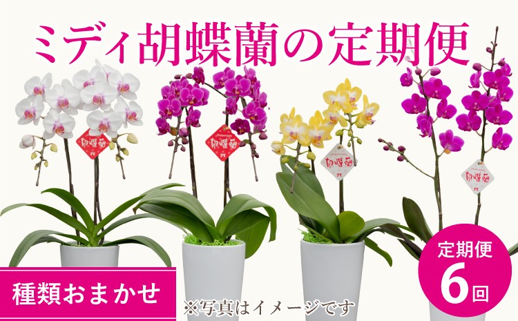 
            胡蝶蘭 定期便 【定期便6回】2ヶ月に1回 熊本県産 ミディ胡蝶蘭 【定期便6回】ミディ胡蝶蘭の定期便（2ヶ月に1回）洋蘭 観賞用 贈答用
          
