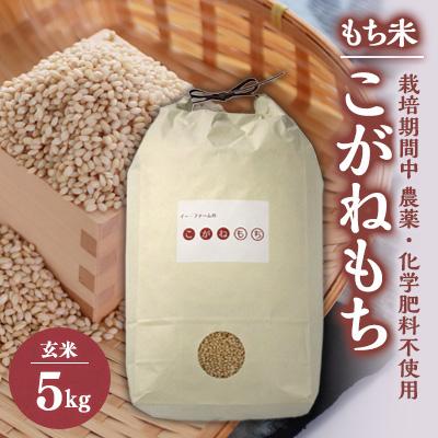 ふるさと納税 大潟村 もち米　玄米5kg (栽培期間中　農薬不使用・化学肥料不使用)