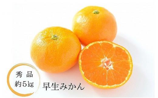 【2026年11月中旬頃から順次発送】温州みかん「早生」＜秀品＞約5kg（ 愛媛産 愛媛県産ミカン 国産 愛媛みかん 愛媛蜜柑 愛媛ミカン みかん ミカン mikan 蜜柑 柑橘 フルーツ 果物 みか