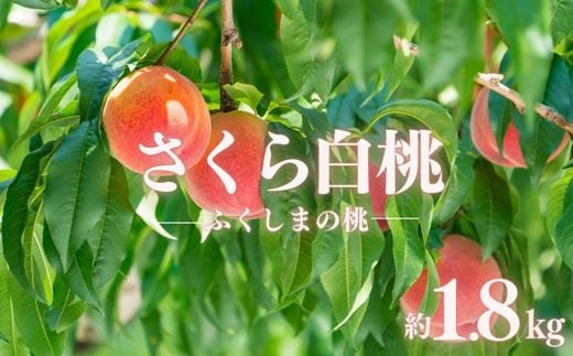 No.2887もも 晩成種「さくら白桃」 約1.8kg【2025年発送】