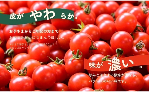 【先行予約】【12月中旬より順次発送】白岡市産 ミニトマト「おやつトマト」小鈴 1.3kg 化粧箱入り 甘みと酸味の濃い味わい 皮がやわらかい 完熟収穫 常温便 埼玉県産 野菜 おやつ お弁当 サラダ