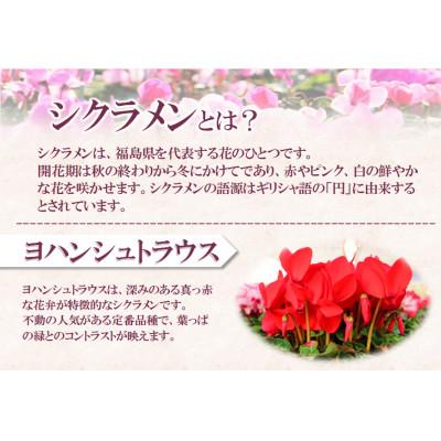 ふるさと納税 中島村 【先行予約】シクラメン6号鉢(ヨハンシュトラウス)　水野谷園芸 |  | 01