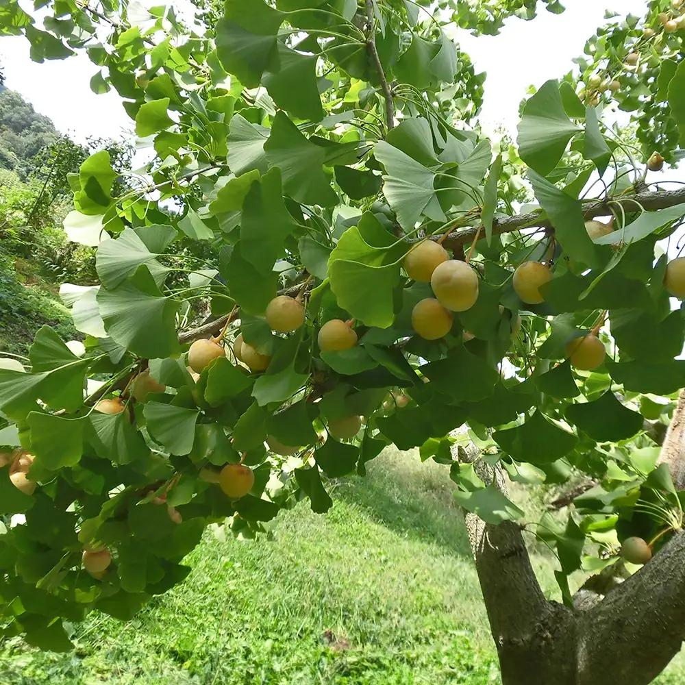 《先行予約》2026年 山形県産 グリーン銀杏 むき実 2L 約700g(100g×7) 2026年9月中旬から順次発送 銀杏 ぎんなん おつまみ 秋 野菜 期間限定 F20A-930