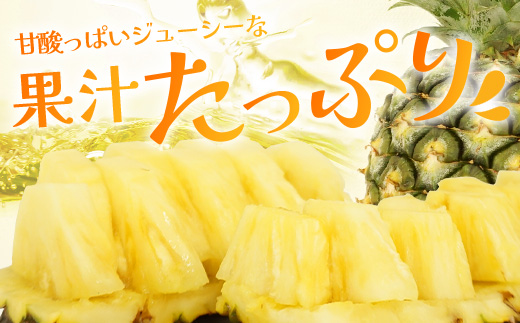 《2026年7月上旬頃より順次発送》【予約受付】石垣島産 ハワイ種パイン 2～3個セット 約3㎏【 産地直送 石垣島産 石垣 完熟 パイン パイナップル 】TD-6