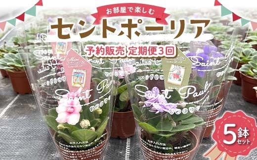 お部屋で楽しむセントポーリア5鉢セット（予約販売 定期便3回 2025年11月スタート） 花 はな 栽培 インテリア 岐阜県 坂祝町 さかほぎ F6M-296