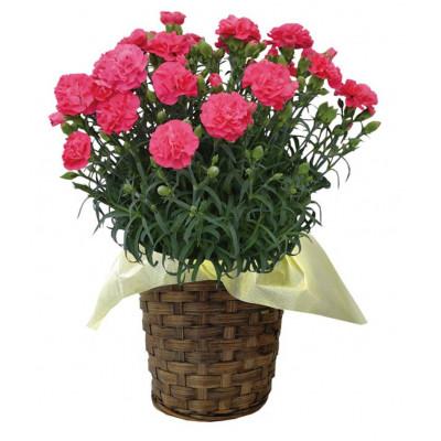 ふるさと納税 柴田町 柴田ポットカーネーション(ピンク系)