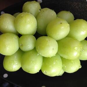 新鮮・朝採り後即出荷!岡山県　吉備高原産シャインマスカット　2kg (3～4房入り)贈答品【1700915】