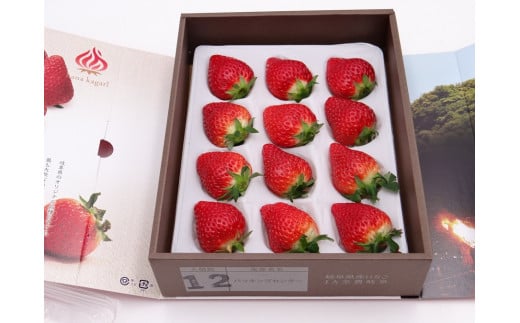 [先行予約] 岐阜のおおきないちご「華かがり」12月上旬～3月下旬に配送｜苺 イチゴ 果物 フルーツ [0815]