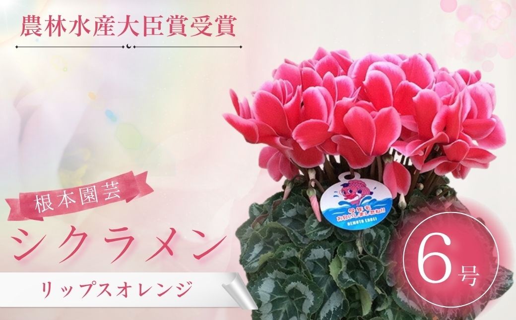 
            【2026年 先行予約】シクラメン リップスオレンジ 6号鉢 | 花 お花 ガーデンシクラメン オレンジ 橙色 6号 花ギフト フラワーギフト 鉢花 鉢植え ギフト プレゼント 贈答 農林水産大臣賞受賞 根本園芸
          