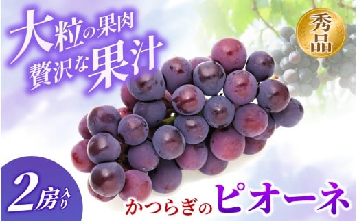 ◆先行予約◆ 和歌山県産 ピオーネ 2房入り〈秀品〉 【2025年8月下旬～9月上旬発送予定】 【MG26】