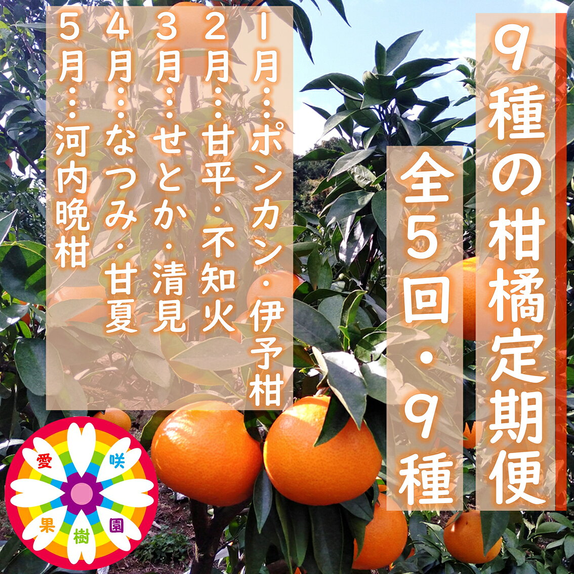 【ふるさと納税】【発送月固定定期便】愛咲果樹園「9種の柑橘定期便」(1月～5月)全5回【71-77】ふるさと納税 みかん ミカン 柑橘 くだもの 果物 フルーツ 温州 甘い 常温 デザート 産地直送 産直 愛媛 YWTS070