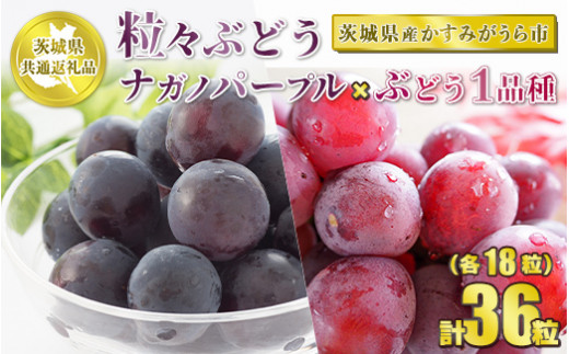粒々ぶどう 合計36粒 各18粒 ナガノパープルとぶどう1品種【茨城県共通返礼品 かすみがうら市】 セット 2種類 食べ比べ ぶどう 葡萄 果物 フルーツ お取り寄せ ※2024年8月下旬頃より順次発送予定