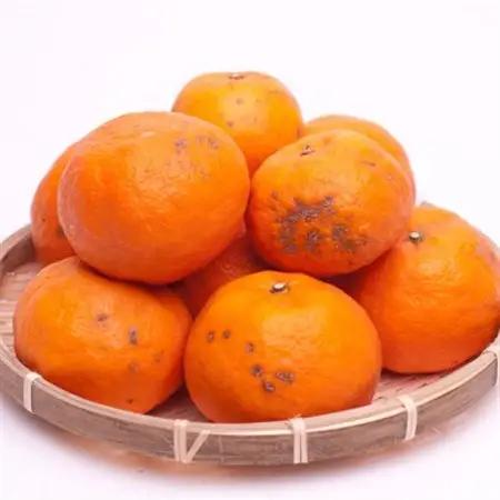 家庭用 カラマンダリン2.5kg+250g(傷み補償分)【南津海・なつみ】【希少な春柑橘】【訳あり】【配送不可地域：離島・北海道・沖縄県】【1442271】