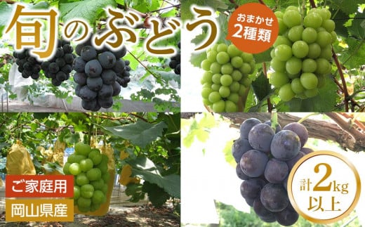 
                  ぶどう 2026年  ご家庭用 旬のぶどう 2種類 合計2kg以上 産地直送 ブドウ 葡萄  岡山県産 国産 フルーツ 果物 たけまさぶどう園
                
