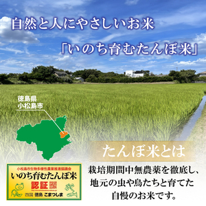 【2024年9月より順次発送】令和6年産 新米 玄米 コシヒカリ 5kg 栽培期間中無農薬 ふるさと納税 新生活 四国 徳島 小松島 新生活 おいしい お米 米 こめ おこめ 国産 ごはん ご飯 ゴハ