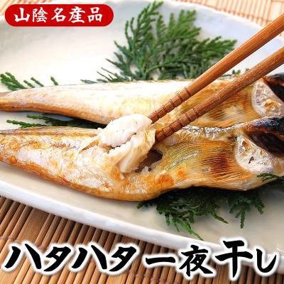 ふるさと納税 新温泉町 山陰の大型ハタハタ一夜干し　10匹入り