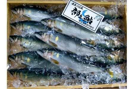 郡上鮎（冷凍大サイズ12尾）