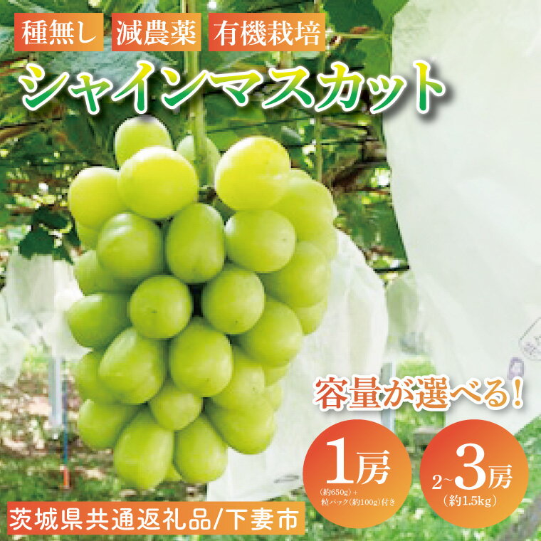 【ふるさと納税】【選べる内容量】【先行予約】【2026年8月下旬順次発送開始】シャインマスカット【茨城県共通返礼品：下妻市】│ フルーツ 果物 ぶどう 種なし 大粒 数量限定 茨城県（BJ001）