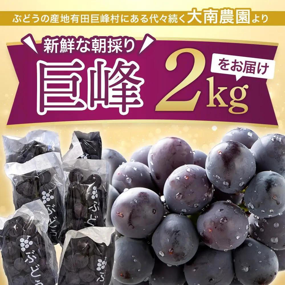 【先行予約】朝採り 巨峰 約2kg (4～6房) 有田巨峰村 大南農園　| ぶどう 巨峰 ぶどう【2026年8月中旬頃より順次発送】