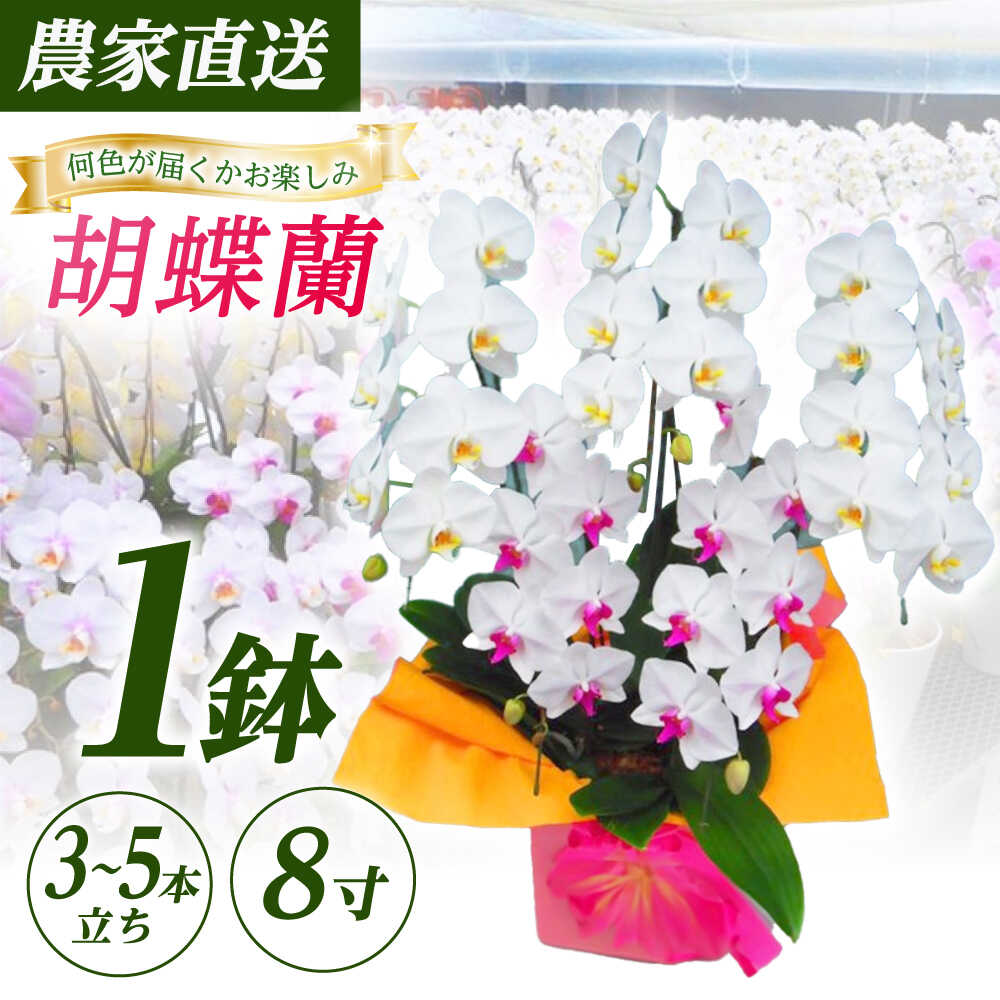 【ふるさと納税】【3〜5本立ち8寸】生産農家直送！胡蝶蘭 1鉢【足柄金太郎洋蘭園】開成町 洋蘭 蘭 お花 生花 鉢花 鉢[BDAB011]