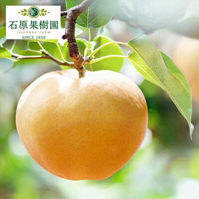 【ふるさと納税】【終売】石原果樹園 あたご梨 6玉 合計約4.5kg（1玉約750g）贈答特選箱　【梨 ナシ 果物 フルーツ 先行予約】　お届け：2026年12月上旬〜2026年12月中旬