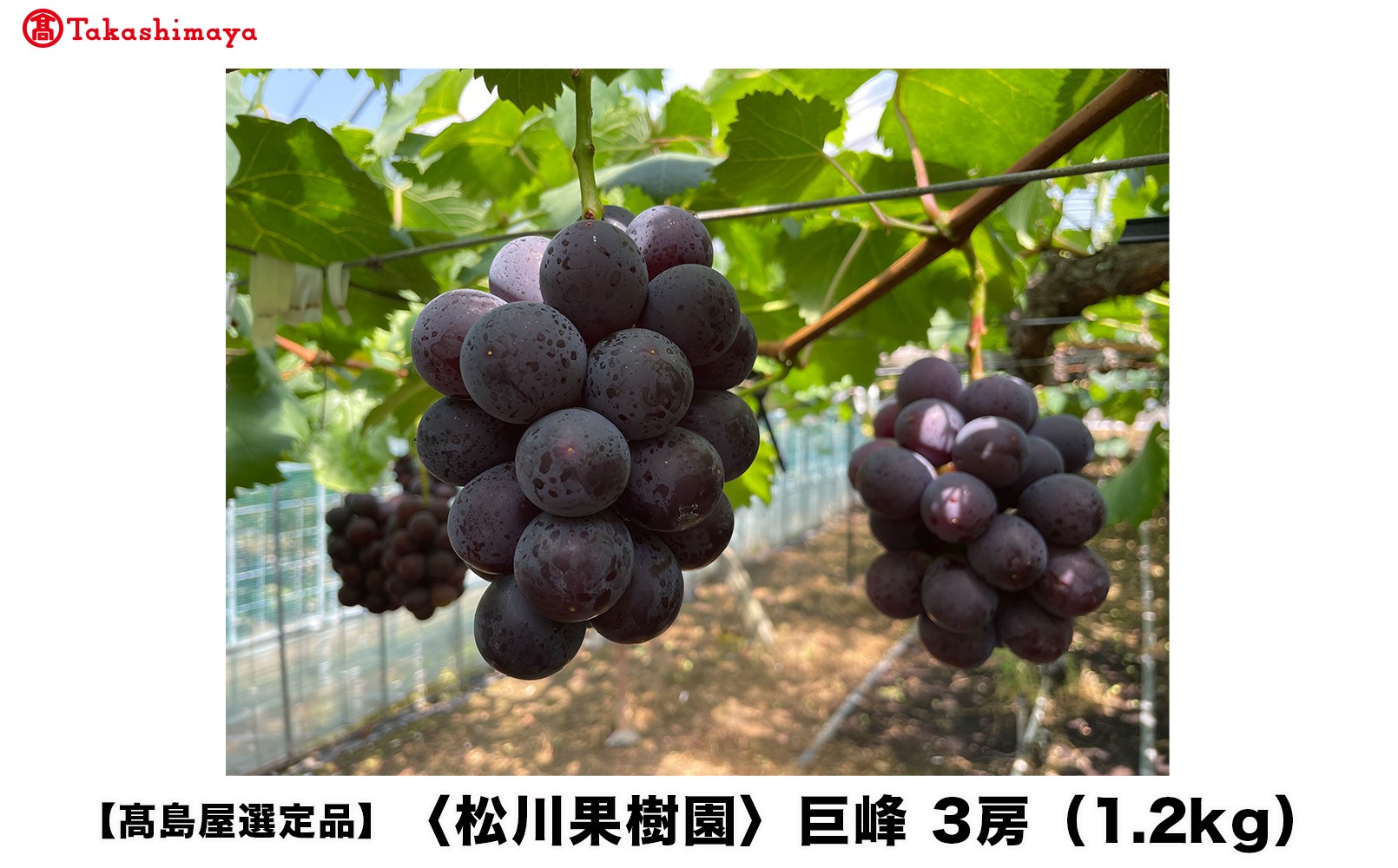 
                  【高島屋選定品】松川果樹園 巨峰 3房（1.2kg）【2026年7月上旬～7月下旬発送予定】きょほう ぶどう
                