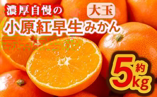 ＜先行予約！2026年12月上旬以降順次発送予定＞香川県産 小原紅早生みかん(約5kg/大玉) 【man359】【Aglio nero】