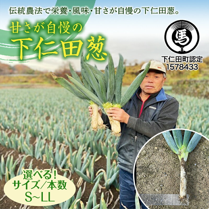 【ふるさと納税】甘さが自慢の下仁田葱 選べるサイズ S・M・L・LL・3L、本数 とろける 甘い ねぎ ネギ 王様ねぎ 殿様ねぎ 特産 栄養たっぷり ブランド 上州ねぎ すきやき F21K-619var