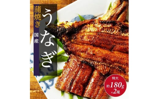 国産 うなぎの蒲焼き 特大 180g×2尾 タレ・山椒付［3-4人前］