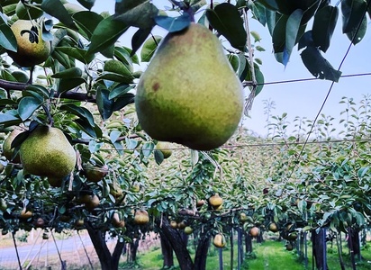 西洋梨（ラ・フランス）２ｋｇ　特秀品　0065-2407