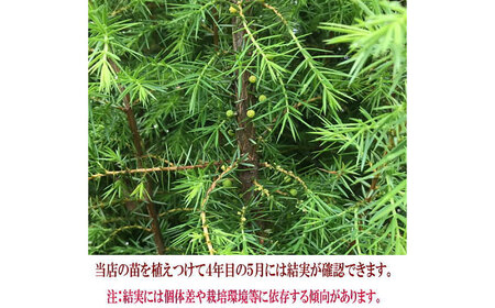 ジュニパーベリー大苗(西洋ネズ) オス木メス木 各1本セット 樹高70cm前後 苗 苗木 口径18cm スリット鉢植え / 庭木 植木 熊本県 菊池郡 菊陽町【Herb＆Rose】[BHCQ003]