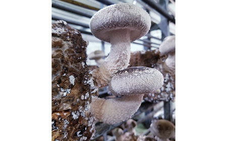 No.467 訳ありでも美味しい！自然の恵み生椎茸720g