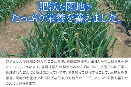 『上田農園』のにんにく約500g 熊本県玉名郡玉東町『上田農園』にんにく《7月上旬-9月中旬頃出荷》