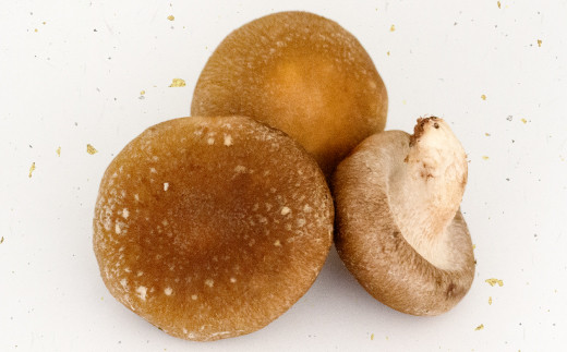 ホダ木製造から椎茸栽培、商品作り、発送まで、すべてを行う正真正銘の「島根県奥出雲町産」です。