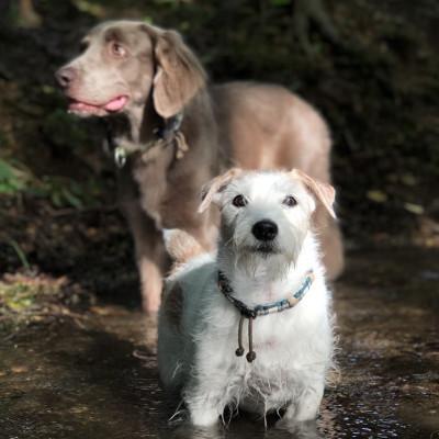 ふるさと納税 那須塩原市 犬用虫よけカラー&エッセンシャルオイルセット　那須塩原オリジナル色(オレンジ×ブルー)　XLサイズ |  | 03