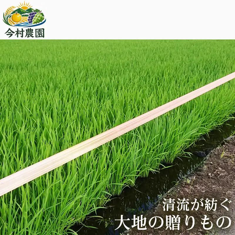 くまさんの輝き ブランド米 熊本県産 くまさんの輝き【5kg】【定期便12ヶ月】