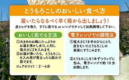 【先行予約】白いとうもろこしピュアホワイト 8本 2.4kg(2025年8月下旬～発送開始予定)【 人気 北海道産 糖度 生 野菜 スイートコーン 産地直送 バーベキュー BBQ コーン 旬 お取り寄