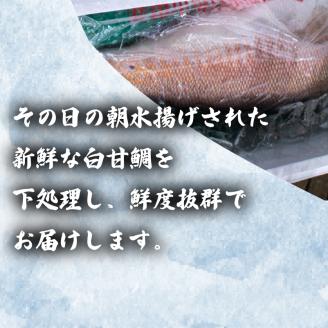 【超高級魚】 白甘鯛 1.3～1.5kg 冷蔵 直送