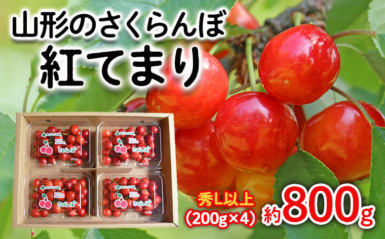 
            山形のさくらんぼ 紅てまり 約800g Lサイズ以上(200g×4) 【令和7年産先行予約】FS24-557くだもの 果物 フルーツ 山形 山形県 山形市 2025年産
          