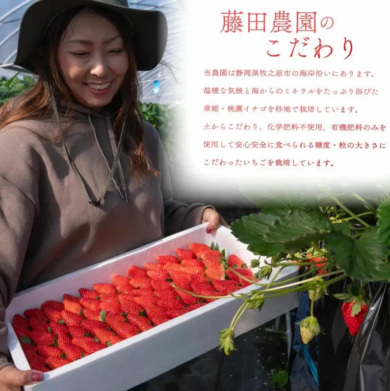 冷凍いちご 3kg 章姫 国産   静岡県 牧之原市 藤田農園