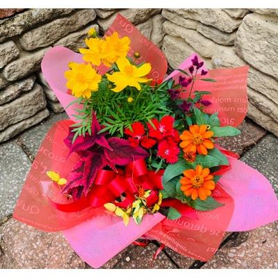 ふるさと納税 沼津市 【沼津農園】　地元産の季節の花をたっぷり使った寄せ植え(Sサイズ) |  | 01